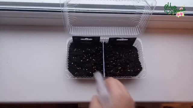 ПОСЕВ ТОМАТОВ НА РАССАДУ 2018. ЧАСТЬ 2. КАК СДЕЛАТЬ СКАРИФИКАЦИЮ СЕМЯН? смотреть онлайн