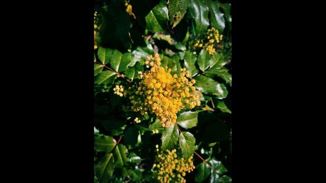 Размножение магонии падуболистной смотреть онлайн