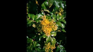 Размножение магонии падуболистной