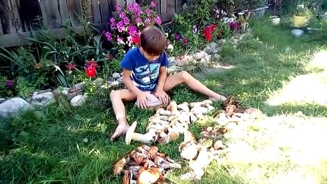 Огромные грибы!!! смотреть онлайн