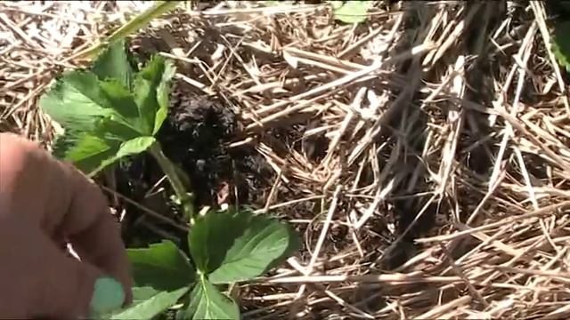Договор на урожай с Королевой Елизаветой-2  Секреты хороших урожаев.
