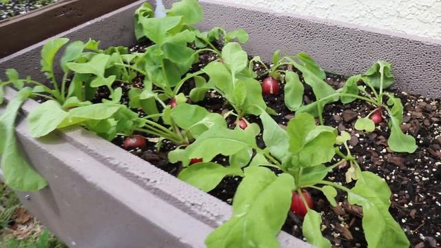 Como Cultivar Rabanitos En Recipiente Maceta, te voy a prepara una deliciosa ensalada de RABANITOS смотреть онлайн