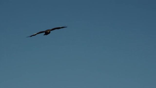 МЕДИТАЦИЯ «ПОЛЕТ ОРЛА» ПОСМОТРИ НА СВОИ ПРОБЛЕМЫ С ВЫСОТЫ ПАРЯЩЕГО ОРЛА И УВИДЬТЕ МИР ПО-НОВОМУ смотреть онлайн