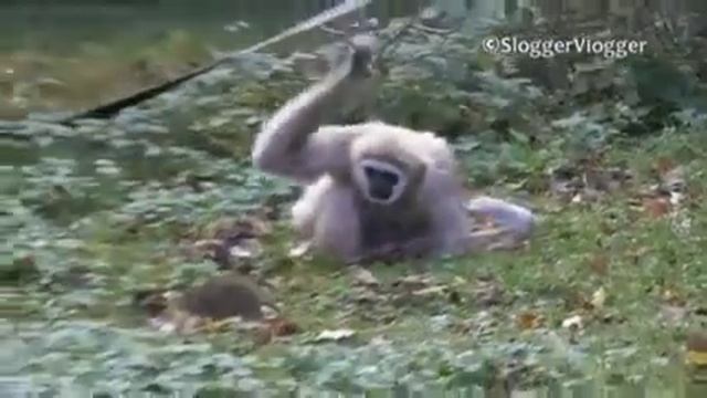 все боятся крыс смотреть онлайн