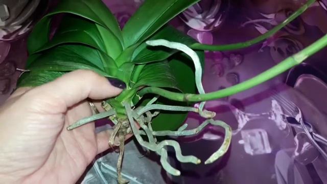 168🌹СПАСАЮ ОРХИДЕЮ ПОДРУГИ🌹В ПОЛКУ РЕАНИМАШЕК ПРИБЫЛО 😎 смотреть онлайн