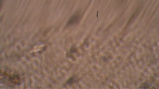 Озонированное масло глубокой озонации (капли Цета) влияние на рост колоний грибка смотреть онлайн