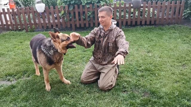 Игры с собакой : бой )