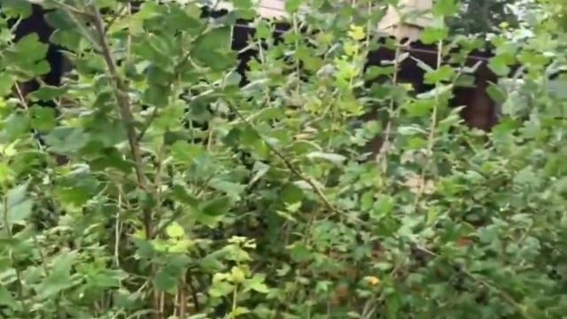 Крыжовник Чёрный негус! смотреть онлайн