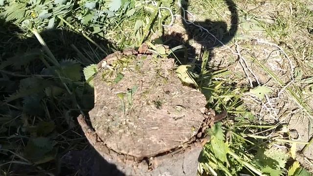 ☼Крапива и чистотел для кур на зиму. смотреть онлайн