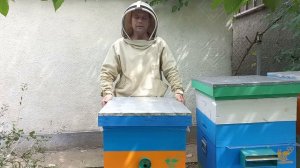 Злые пчелы. Можно быстро избавиться от агрессии.