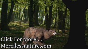 Bear Furry Vore Animation