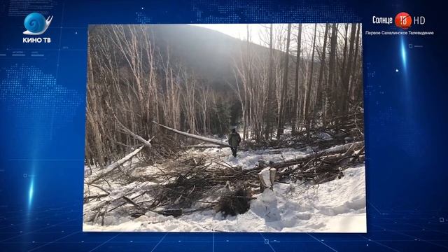 27.12.2019 Экологи обнаружили вырубку на месте произрастания краснокнижной лилии Глена смотреть онлайн