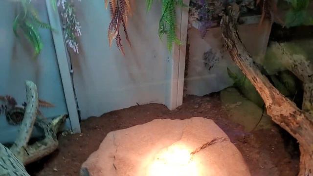 Savannah Monitor New Enclosure!! смотреть онлайн