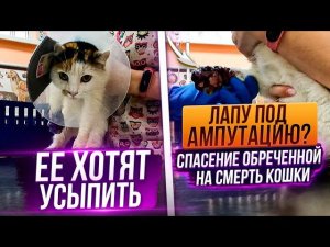 Покусали собаки забрала с Кисловодска кошечку, которую хотели усыпить. Врачи говорят УДАЛЯТЬ лапу
