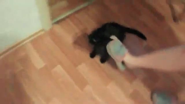 Очень шустрый кот смотреть онлайн