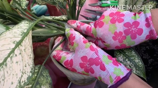 Болмо гулу | Аглаонема гулу боюнча маалымат смотреть онлайн