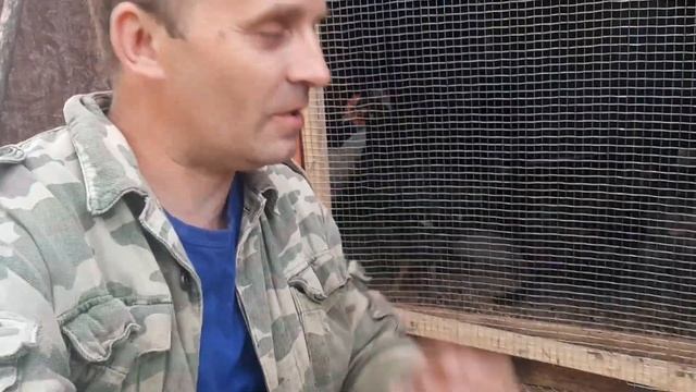 Первое яйцо: секреты успешного содержания кур на даче смотреть онлайн