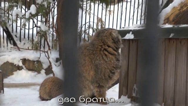 Манул Ласточка впервые показалась посетителям и четыре котенка мамы Мии. смотреть онлайн