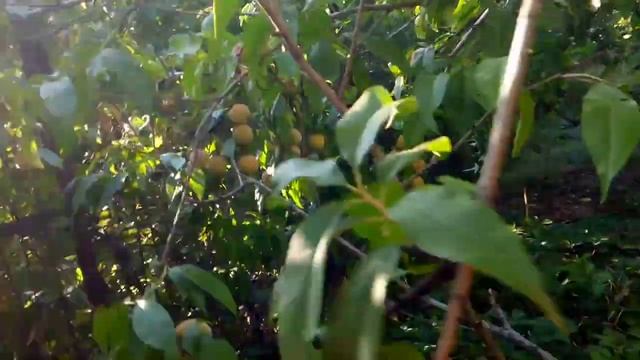 Сладкие персики. смотреть онлайн