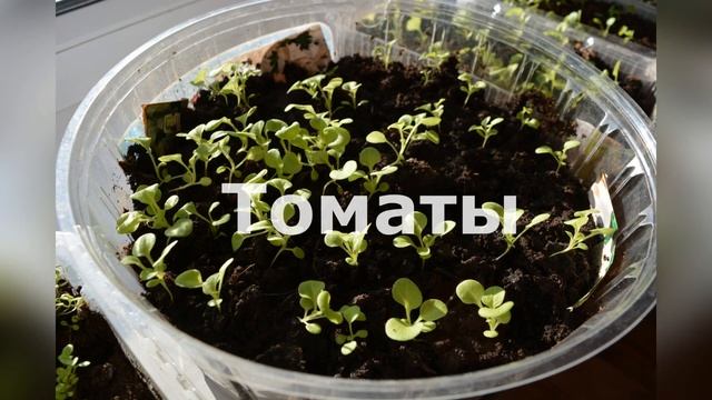Лунный посевной Календарь для Садовода Огородника на 2021 год Благоприятные дни по Месяцам. смотреть онлайн