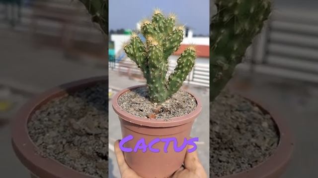 Cereus jamacaru смотреть онлайн