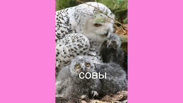 Какое животное ты любишь больше всего? смотреть онлайн