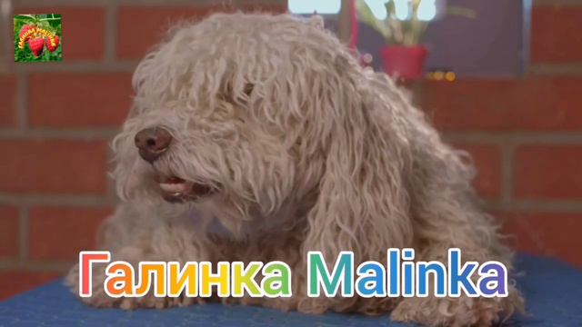 Колесниковы /ИДИОТЫ, не позорьтесь /Очередной позор/Обзор Влогов /Семья Колесниковых / смотреть онлайн