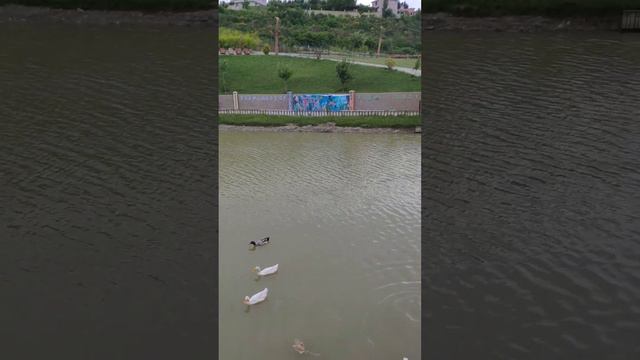 Деревня Фламинго,Flamingo köy,#tranding #keşfetteyiz #flamingo смотреть онлайн