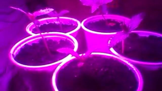 Weed ep3 смотреть онлайн