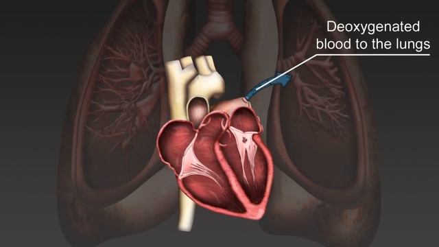 The cardiac cycle смотреть онлайн
