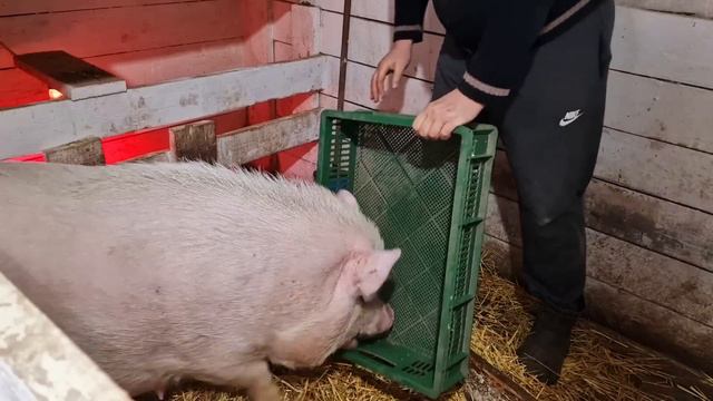 железо поросятам! чуть не сожрала свиноматка! по следам зверя! смотреть онлайн