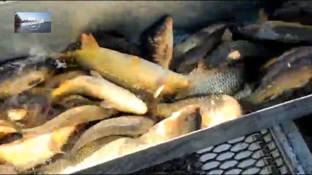 Зарыбление пруда "Перепеловский" 10.04.2021 смотреть онлайн