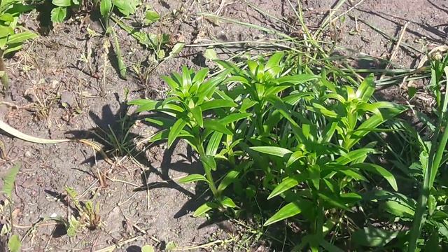 Лилейники 2019 смотреть онлайн