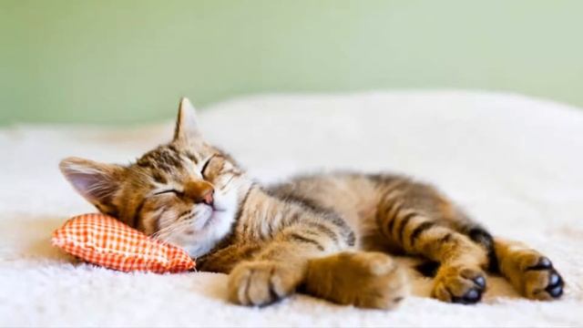 Почему кошки забираются в постель к хозяевам смотреть онлайн