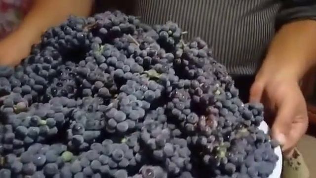 Виноград для вина в Сибири. Сорт Маршал Фош. Урожай 2021 смотреть онлайн