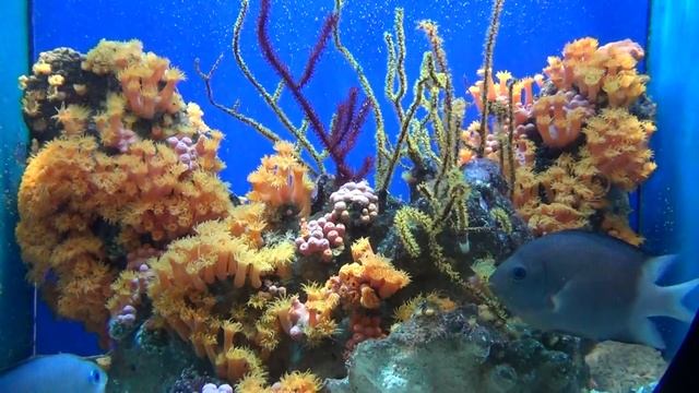 10 Монако Музей океанографии смотреть онлайн