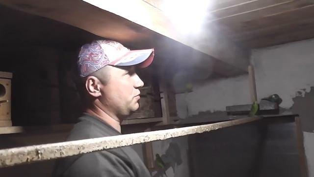 Уборка в гнездах, обзор птенцов Канареек, Амадин, Попугаев. смотреть онлайн