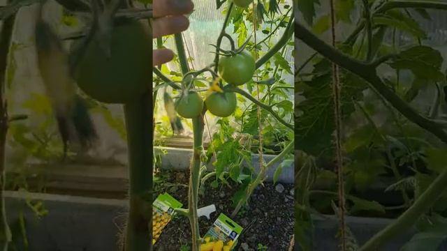 Томат Пень от #семенаалтая #тестирование_семенаалтая2022 #огородники #томаты смотреть онлайн