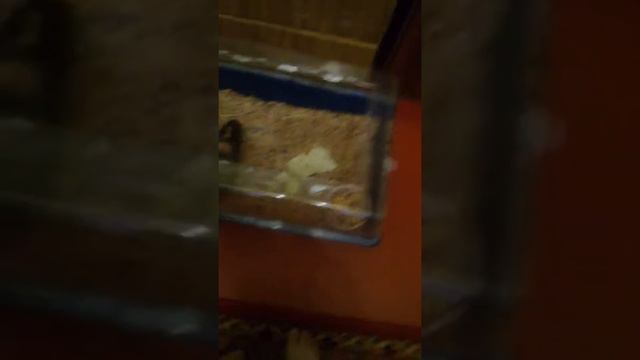 Моё домашнее животное (часть 1) смотреть онлайн