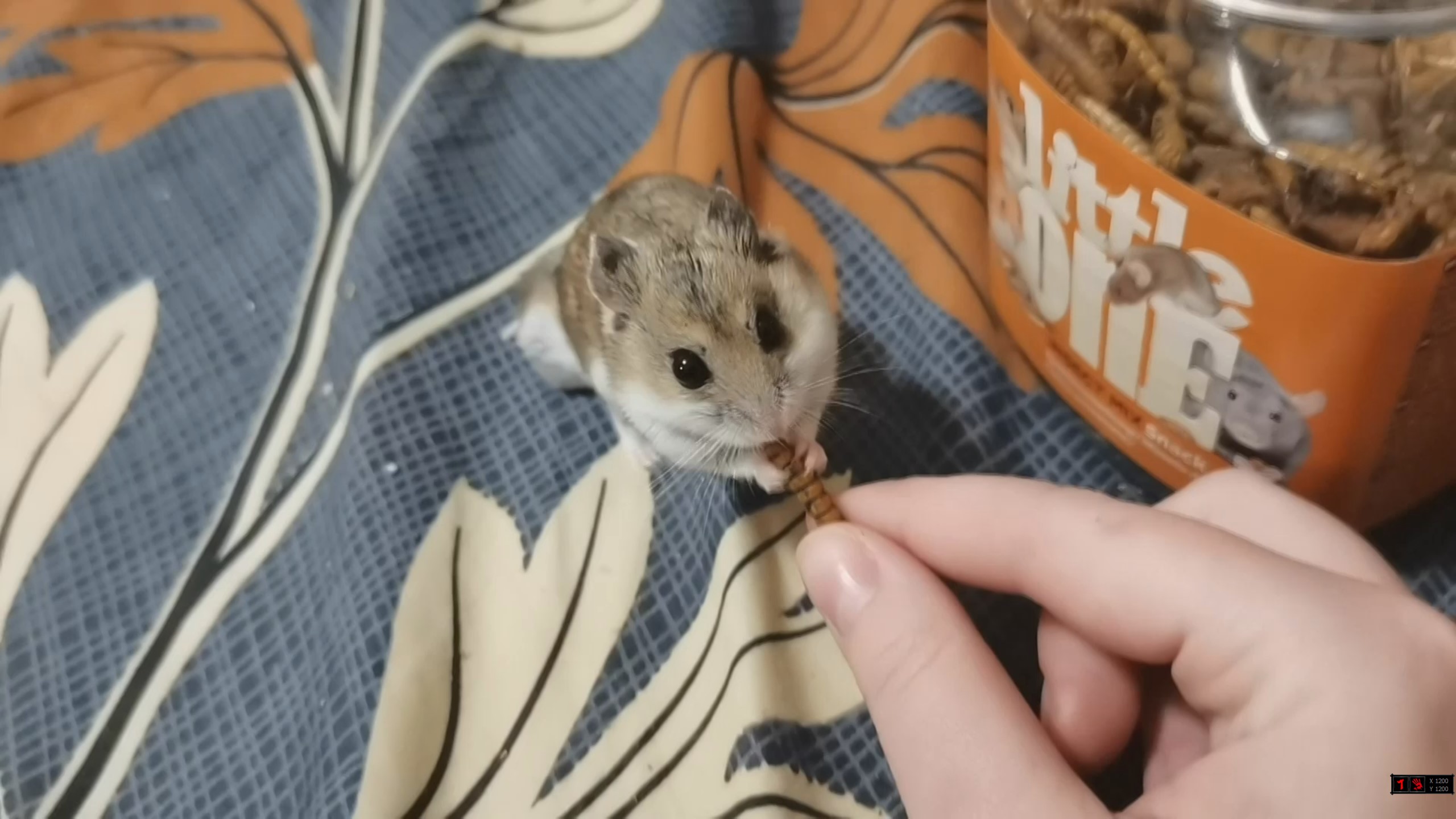 КИТАЙСКИЙ ХОМЯЧОК КУШАЕТ С РУК :) смотреть онлайн