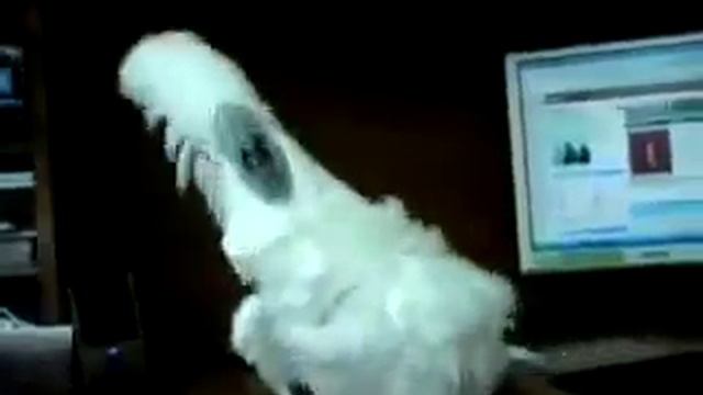 ПОПУГАЙ в стиле DEATH.mp4 смотреть онлайн