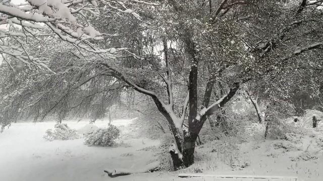 Oracle Sunday morning (In Arizona we still get excited when it snows) смотреть онлайн