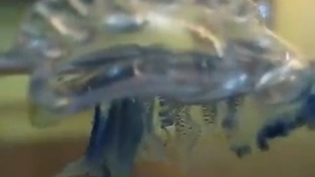 Pacific Man O War (Physalia utriculus) смотреть онлайн