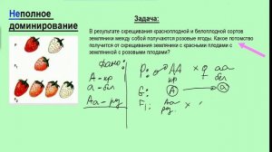 Неполное доминирование.  Моногибридное скрещивание. Задача по генетике. ЕГЭ
