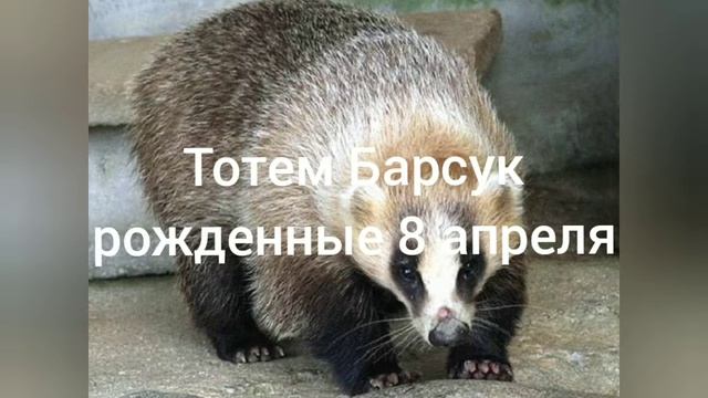 Тотем Барсук рождённые 8 апреля смотреть онлайн