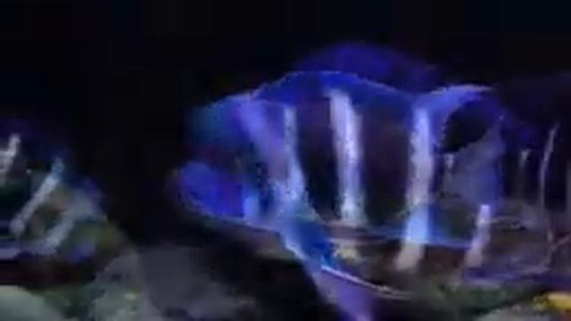 Фронтоза или Королева Танганьики Cyphotilapia frontosa оптом смотреть онлайн