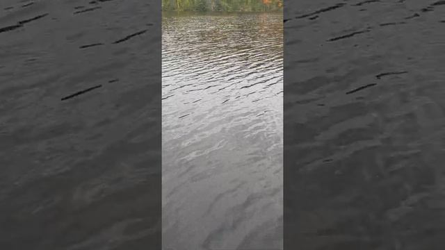 Старый клен... смотреть онлайн