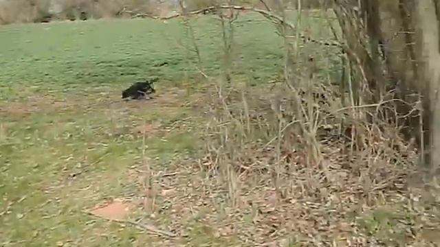 Sheltie Litter W Perla Z Polabí - 7,5 Weeks
