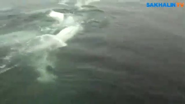 Семейство белух приплыло полакомиться рыбой к берегам Сахалина смотреть онлайн