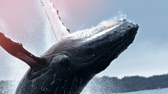 Настоящие звуки кита или как говорят киты? смотреть онлайн